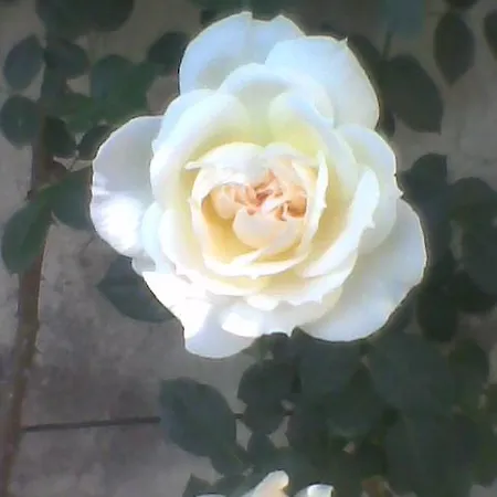 Antico Amore Moncalieri